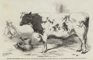 Der erste Preis Shorthorn, Klasse 10, Nr. 89, £25; und Gold- und Silbermedaillen, als bester Ochse oder Stier, auf der Smithfield Club Viehschau